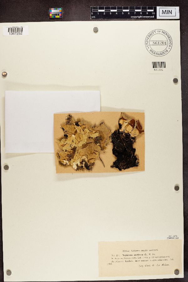 Nephroma arcticum image
