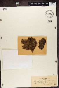 Nephroma laevigatum image