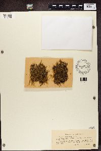 Nephroma parile image