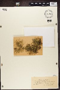 thumbnail image of current specimen