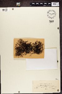 Coelocaulon divergens image