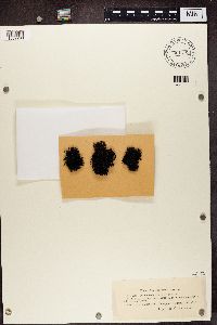 Cornicularia normoerica image