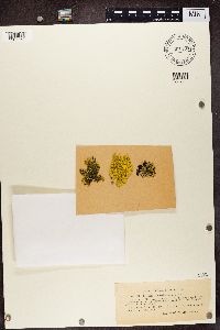 Vulpicida pinastri image