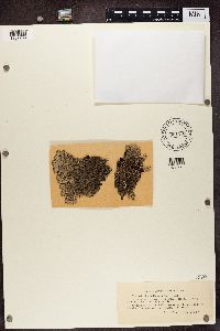 Parmelia saxatilis image