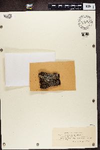 Pertusaria panyrga image