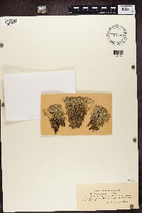 Cladonia uncialis image