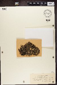 Platismatia glauca image