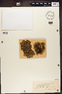 Peltigera rufescens image
