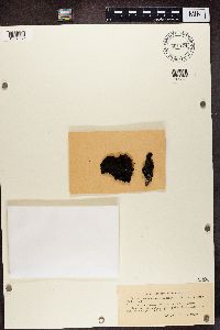 Media resource of Bryonora curvescens