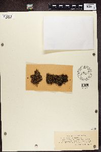 Biatora vernalis image