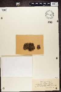 Protopannaria pezizoides image