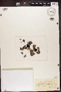 Image of Gyrophora grisea