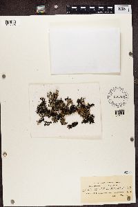 Hypogymnia vittata image