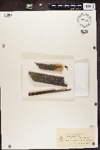Buellia schaereri image