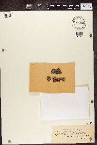 Athallia pyracea image