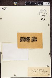 Bacidia subincompta image