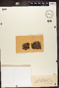 Bacidia incompta image