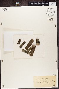 Arthonia radiata image