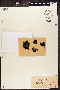 Gyrophora cylindrica image