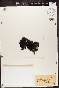 Gyrophora anthracina image