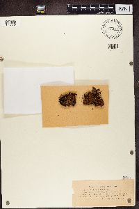 Solorina crocea image