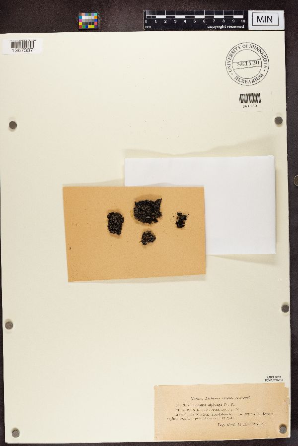 Lecania alpivaga image