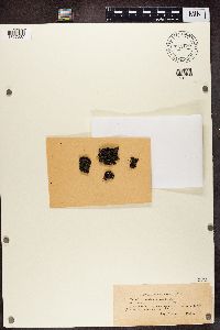 Media resource of Lecania alpivaga