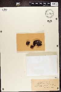 Psora decipiens image