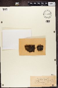 Media resource of Rhexophiale rhexoblephara