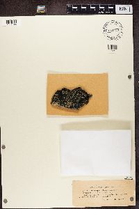 Thumbnail image of current specimen