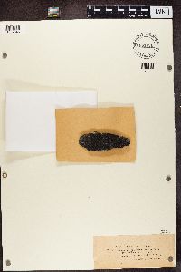 Rhizocarpon badioatrum image