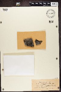 Rhizocarpon petraeum image