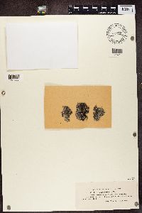 Physcia caesia image