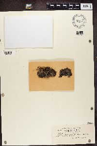 Bryobilimbia hypnorum image