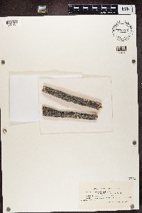 Lecidea turgidula image