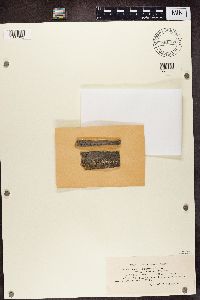 Micarea denigrata image