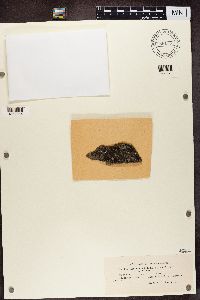 Media resource of Acarospora badiofusca