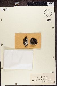 Lecidea rivulosa image