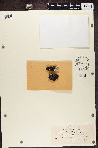 Lecidea lactea image