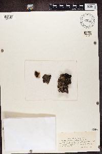 Gyrophora rugifera image