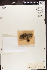 Bacidia incompta image