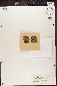 Pertusaria leioplaca image