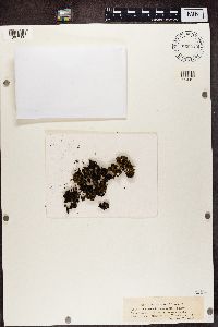 Massalongia carnosa image