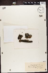 Parmeliella triptophylla image