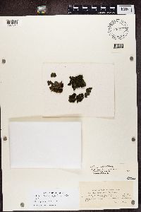 Collema flaccidum image