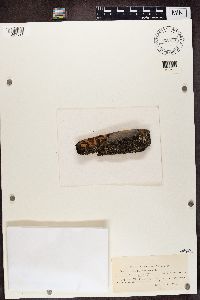 Carbonicola anthracophila image