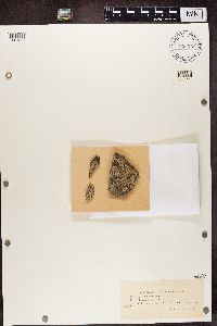 Lecanora gelida image