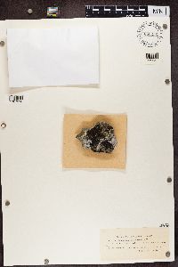Buellia ocellata image