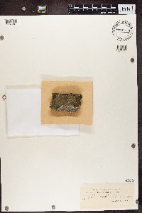 Gyalecta cupularis image