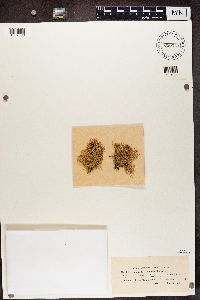 Ramalina farinacea image